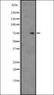 Zinc Finger Protein 709 antibody, orb335247, Biorbyt, Western Blot image 