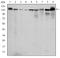 Protein Kinase N2 antibody, A04066, Boster Biological Technology, Western Blot image 