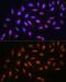 FA Complementation Group D2 antibody, GTX55614, GeneTex, Immunofluorescence image 