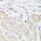 Pleckstrin antibody, 14-928, ProSci, Immunohistochemistry paraffin image 