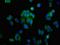 Aldo-keto reductase family 1 member C1 antibody, orb415353, Biorbyt, Immunofluorescence image 