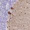 Tachykinin 3 antibody, HPA045919, Atlas Antibodies, Immunohistochemistry frozen image 
