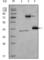 Histone Deacetylase 3 antibody, abx015752, Abbexa, Western Blot image 