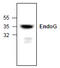 Endonuclease G, mitochondrial antibody, AP26343PU-N, Origene, Western Blot image 