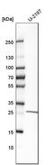 RAB23, Member RAS Oncogene Family antibody, HPA029135, Atlas Antibodies, Western Blot image 