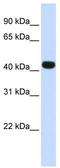 Heparan Sulfate-Glucosamine 3-Sulfotransferase 3B1 antibody, TA339032, Origene, Western Blot image 