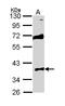 STK26 antibody, LS-C186339, Lifespan Biosciences, Western Blot image 