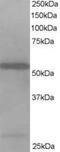 HIP-55 antibody, MBS420195, MyBioSource, Western Blot image 