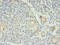 DNA-binding protein RFX6 antibody, orb356387, Biorbyt, Immunohistochemistry paraffin image 
