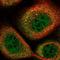 Ring Finger Protein 40 antibody, NBP1-88356, Novus Biologicals, Immunofluorescence image 