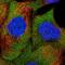 Sterile Alpha Motif Domain Containing 4B antibody, HPA059385, Atlas Antibodies, Immunocytochemistry image 