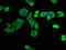 Nitrilase homolog 1 antibody, LS-C398738, Lifespan Biosciences, Immunofluorescence image 