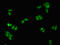 Plasma serine protease inhibitor antibody, orb401232, Biorbyt, Immunocytochemistry image 