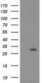 15-Hydroxyprostaglandin Dehydrogenase antibody, NBP2-00490, Novus Biologicals, Western Blot image 