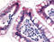 Estrogen-related receptor gamma antibody, TA340971, Origene, Immunohistochemistry paraffin image 