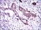 Dynein Axonemal Light Chain 4 antibody, NBP2-37389, Novus Biologicals, Immunohistochemistry paraffin image 