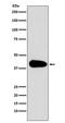 PARD6A antibody, M04207, Boster Biological Technology, Western Blot image 