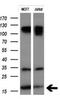 Microseminoprotein Beta antibody, NBP2-45798, Novus Biologicals, Western Blot image 