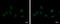 Splicing Factor 3b Subunit 3 antibody, GTX122554, GeneTex, Immunocytochemistry image 