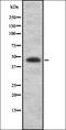 Small RNA Binding Exonuclease Protection Factor La antibody, orb337258, Biorbyt, Western Blot image 