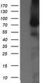 NIMA Related Kinase 11 antibody, TA501765AM, Origene, Western Blot image 