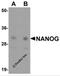 Nanog Homeobox antibody, 5585, ProSci, Western Blot image 