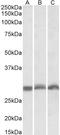 Proteasome subunit alpha type-4 antibody, LS-C139631, Lifespan Biosciences, Western Blot image 