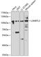 Lethal(3)malignant brain tumor-like protein 3 antibody, 22-838, ProSci, Western Blot image 