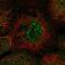 Nocturnin antibody, HPA053714, Atlas Antibodies, Immunofluorescence image 
