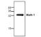 Protein atonal homolog 1 antibody, NBP1-45693, Novus Biologicals, Western Blot image 