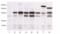14-3-3 sigma antibody, BML-SA480-0025, Enzo Life Sciences, Western Blot image 