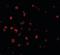 Baculoviral IAP Repeat Containing 8 antibody, orb86692, Biorbyt, Immunofluorescence image 