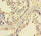 CCD36 antibody, LS-C371624, Lifespan Biosciences, Immunohistochemistry paraffin image 