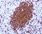 FMC7 antibody, UM800003, Origene, Immunohistochemistry frozen image 