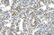MAGE Family Member A8 antibody, 29-721, ProSci, Western Blot image 