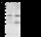 Junctional Adhesion Molecule 2 antibody, 101895-T40, Sino Biological, Western Blot image 