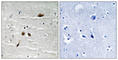 NFBD1 antibody, abx012697, Abbexa, Western Blot image 