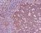 Tubulin Beta 1 Class VI antibody, M05397, Boster Biological Technology, Immunohistochemistry paraffin image 