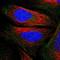 PDZ And LIM Domain 4 antibody, NBP1-80833, Novus Biologicals, Immunofluorescence image 