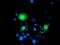 Coiled-Coil-Helix-Coiled-Coil-Helix Domain Containing 5 antibody, NBP2-03608, Novus Biologicals, Immunofluorescence image 
