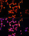 HPSE1 antibody, 16-627, ProSci, Immunofluorescence image 