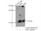 Gap Junction Protein Beta 1 antibody, 10450-1-AP, Proteintech Group, Immunoprecipitation image 