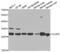 CLDN7 antibody, LS-C331839, Lifespan Biosciences, Western Blot image 