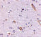Syntaphilin antibody, 4635, ProSci Inc, Immunohistochemistry paraffin image 
