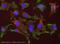 EGFR antibody, ab30, Abcam, Immunocytochemistry image 