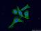 Protein Kinase C Gamma antibody, 14364-1-AP, Proteintech Group, Immunofluorescence image 