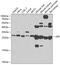 Sepiapterin Reductase antibody, GTX33517, GeneTex, Western Blot image 
