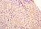 Glucokinase antibody, orb157666, Biorbyt, Immunohistochemistry paraffin image 
