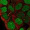 Coiled-Coil Domain Containing 84 antibody, NBP2-57702, Novus Biologicals, Immunofluorescence image 