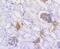 Caldesmon 1 antibody, NBP2-67458, Novus Biologicals, Immunohistochemistry paraffin image 
